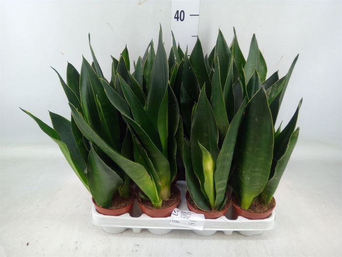 <h4>Sansevieria trifa.   ...</h4>