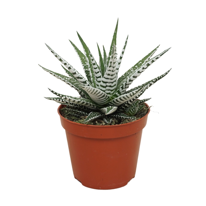<h4>Haworthia fasciala 'Alba'</h4>