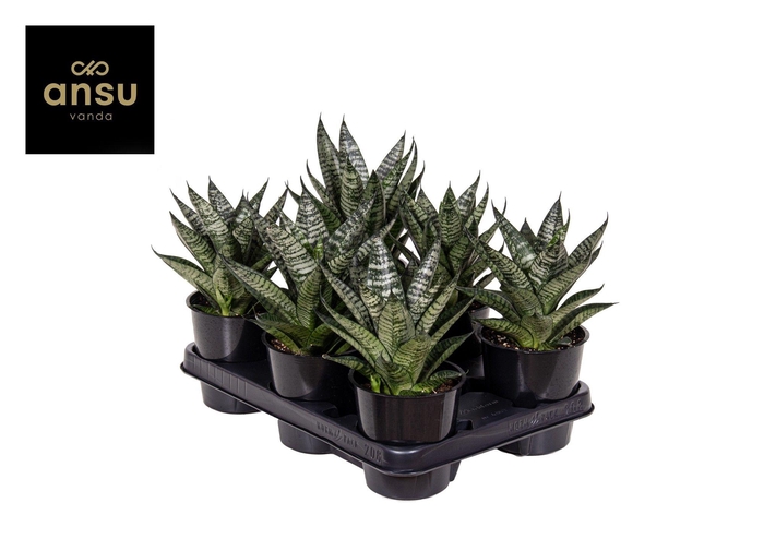 <h4>Sansevieria Star Ming Green Marble</h4>