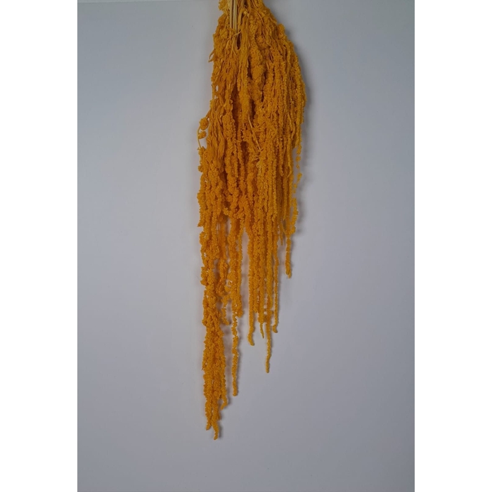 <h4>GESTABILISEERD AMARANTHUS (H) DONKERGEEL</h4>