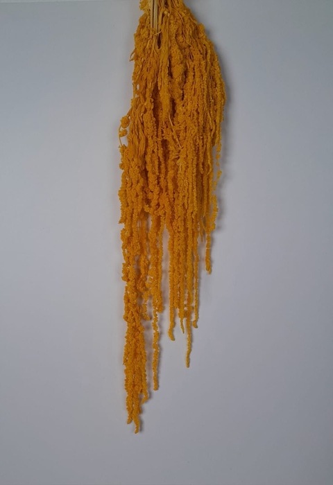 GESTABILISEERD AMARANTHUS (H) DONKERGEEL
