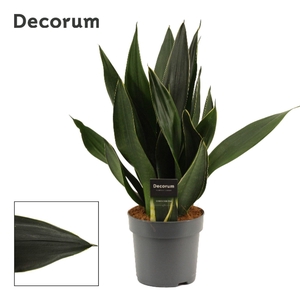 Sansevieria Black Diamond 14 cm (Decorum)