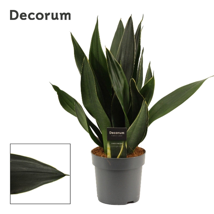 <h4>Sansevieria Black Diamond 14 cm (Decorum)</h4>