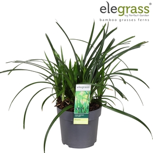 Carex 'Irish Green' P14