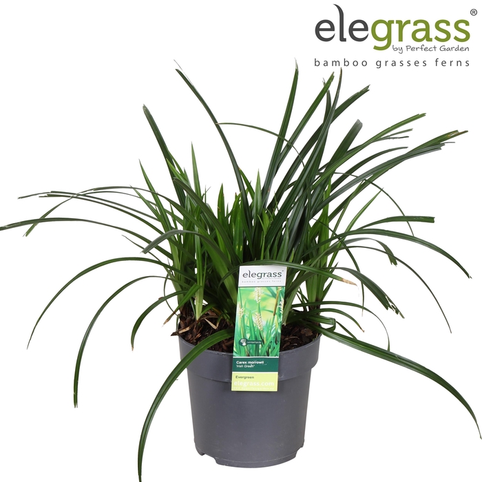 <h4>Carex 'Irish Green' P14</h4>