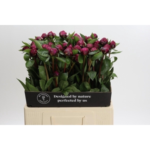 Paeonia Red Sarah