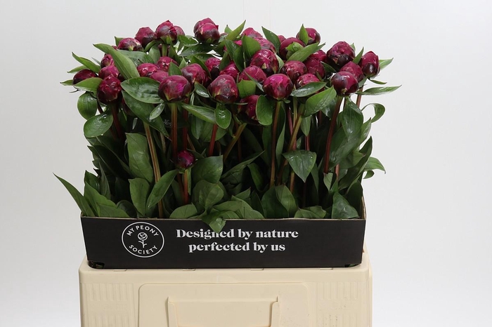 Paeonia Red Sarah