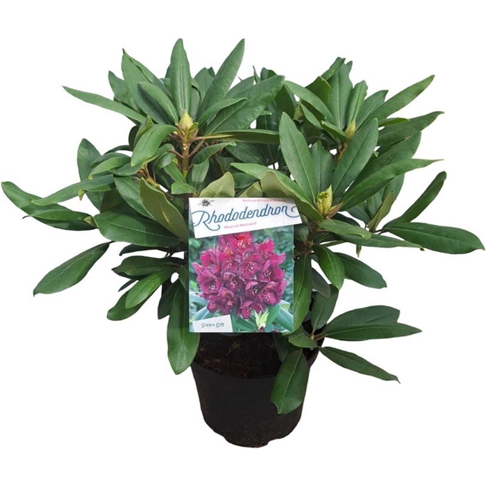 <h4>Rhododendron (p) 'Marcel Menard'</h4>