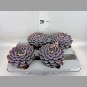 Echeveria  'Orion'
