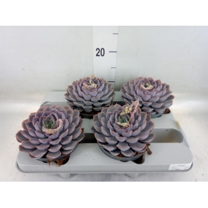 Echeveria  'Orion'