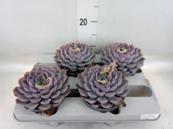 <h4>Echeveria  'Orion'</h4>