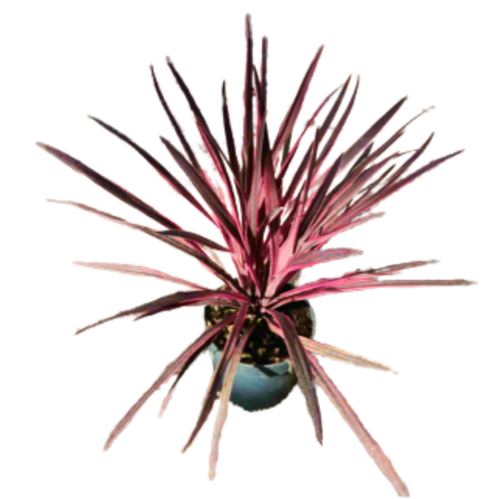 <h4>Cordyline overig</h4>