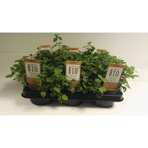 Oregano P12 HERBIO steker