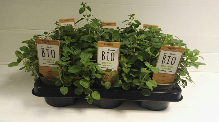 <h4>Oregano P12 HERBIO steker</h4>