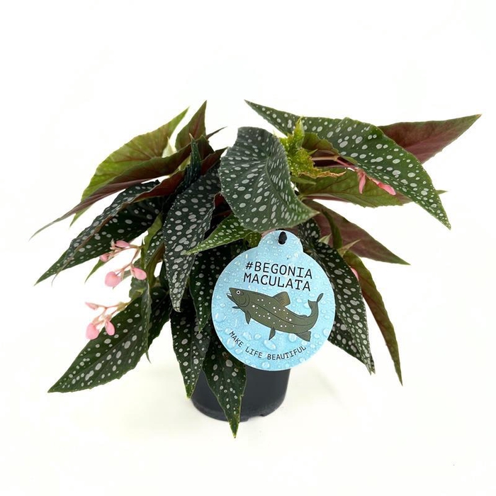 <h4>BEGONIA MACULATA P12 SILVERSPOT</h4>