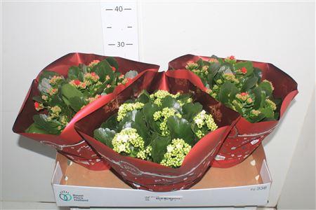 <h4>Kal Ge Gem 2 Kl</h4>