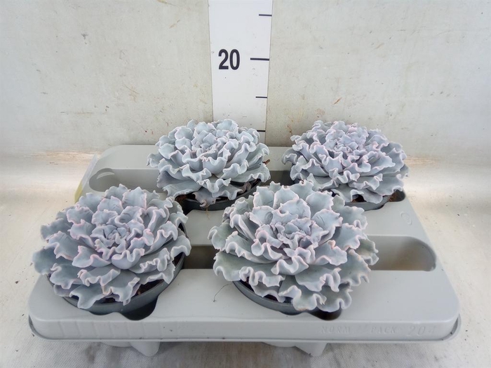<h4>Echeveria   ...</h4>