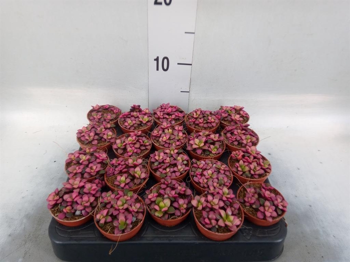 <h4>Succulents   ...</h4>