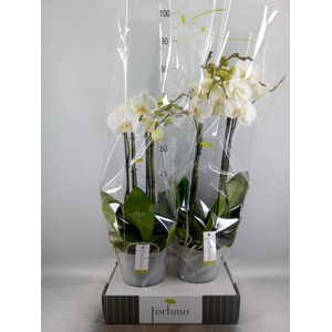 Phalaenopsis   ...white