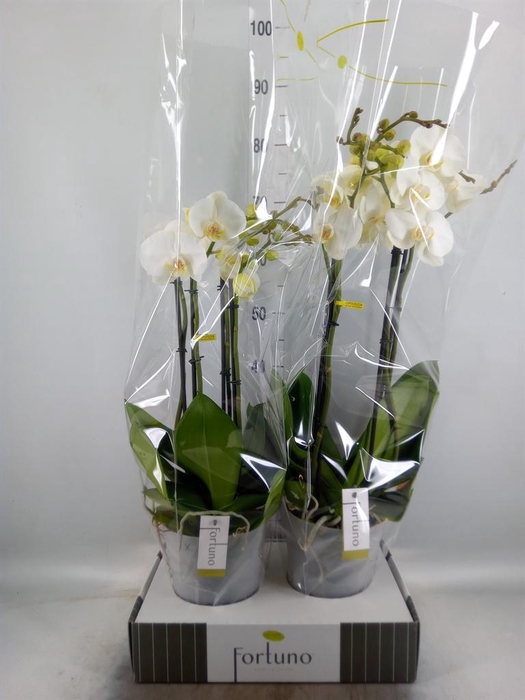 <h4>Phalaenopsis   ...white</h4>