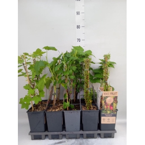 Fruit trees and shrubs   ...