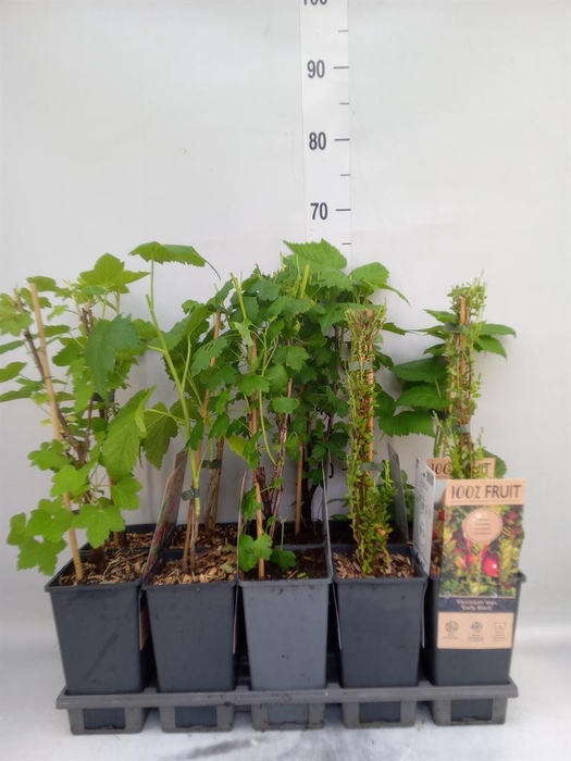 <h4>Fruit trees and shrubs   ...</h4>