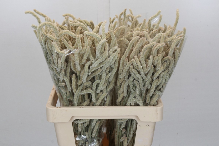 <h4>Amaranthus Yearming Desert</h4>