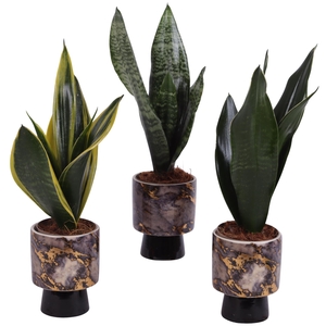 Sansevieria mix Ø09cm in Ø10cm Ceramic PL672