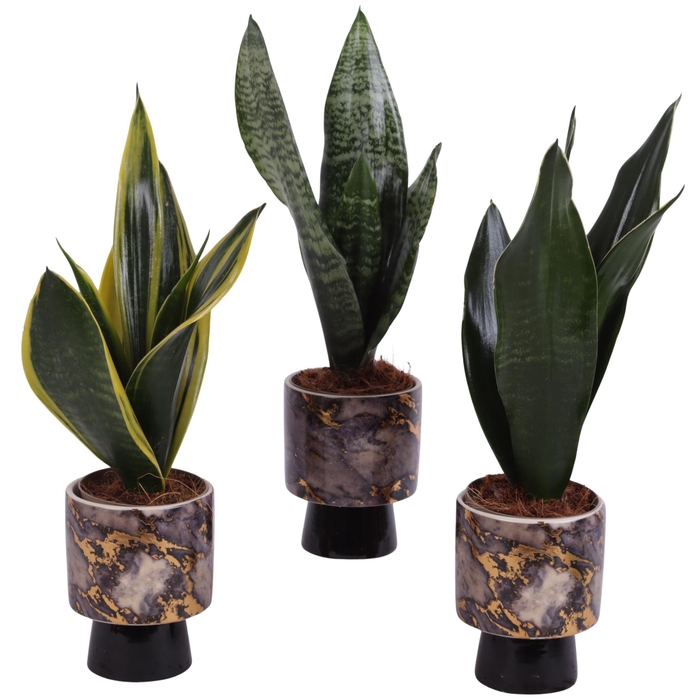 <h4>Sansevieria mix Ø09cm in Ø10cm Ceramic PL672</h4>