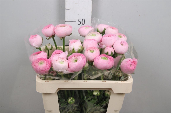 <h4>Ran Am Marshmallow Pink</h4>