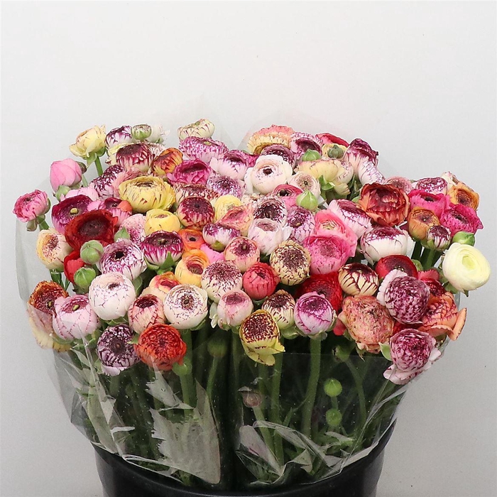 Ran El Stripe Mix Super