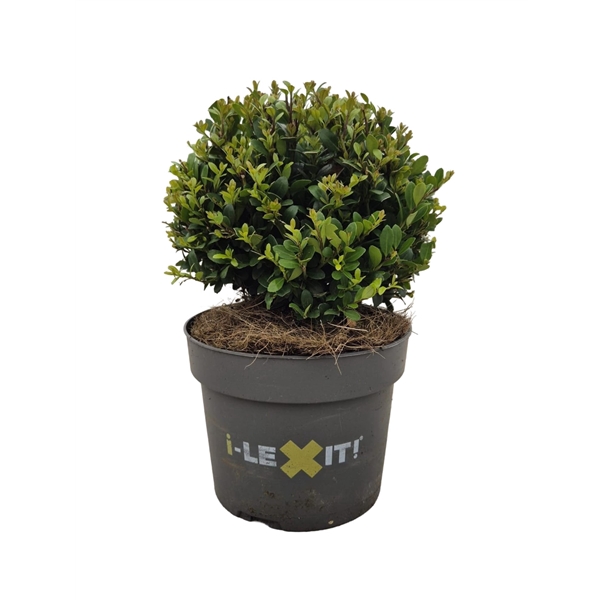 <h4>Ilex crenata Dark Green, P17, Bol Ø15cm</h4>
