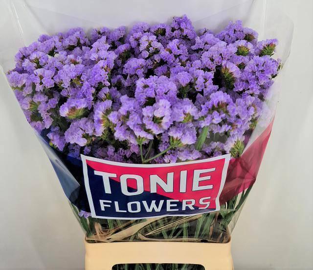 <h4>LIM S DONAU BIRDS</h4>