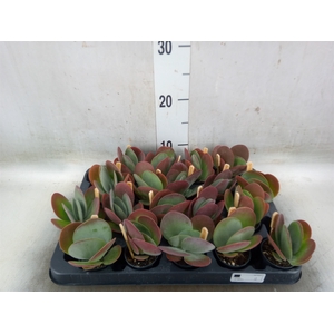 Kalanchoe NF thyrsiflora