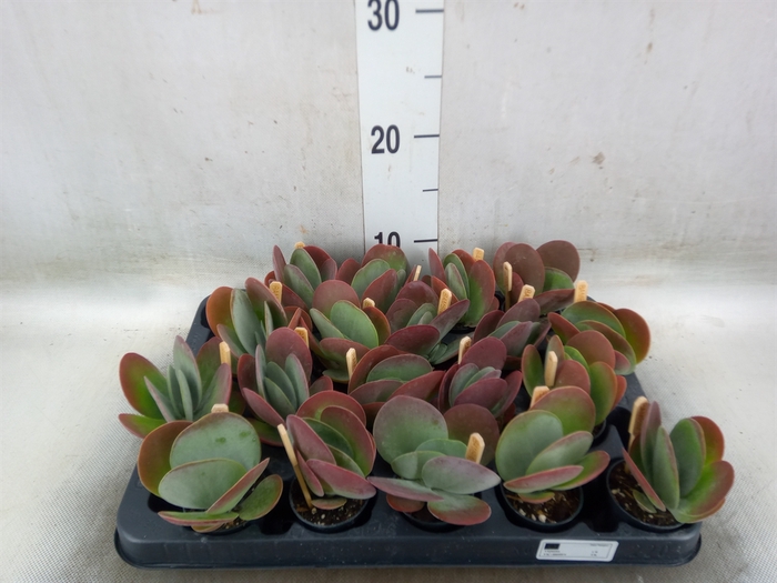 <h4>Kalanchoe NF thyrsiflora</h4>