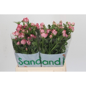 Ranunculus Magical Strawberry
