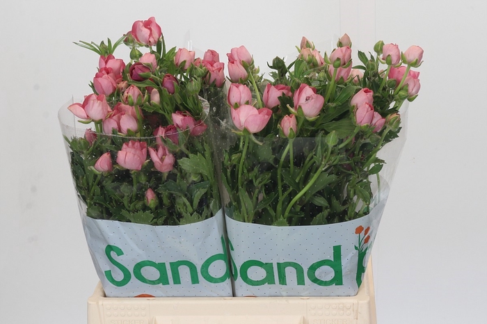 <h4>Ranunculus Magical Strawberry</h4>