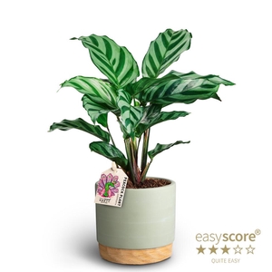 CALATHEA SPECIES FREDDY P10 WOODB GR
