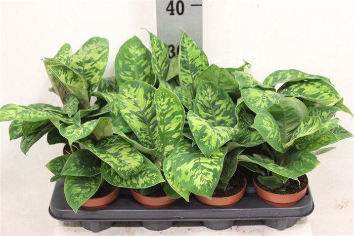 <h4>Homalomena wallisii 'Camouflage'</h4>