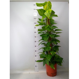 Epipremnum pinn.   ...moss stick