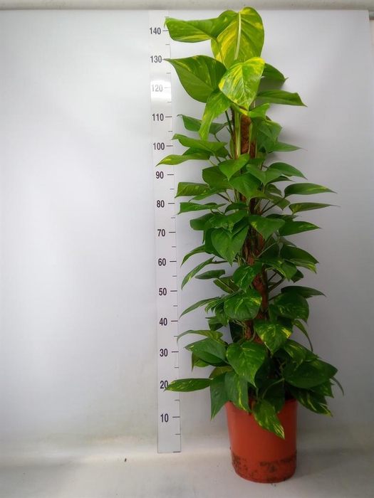 <h4>Epipremnum pinn.   ...moss stick</h4>