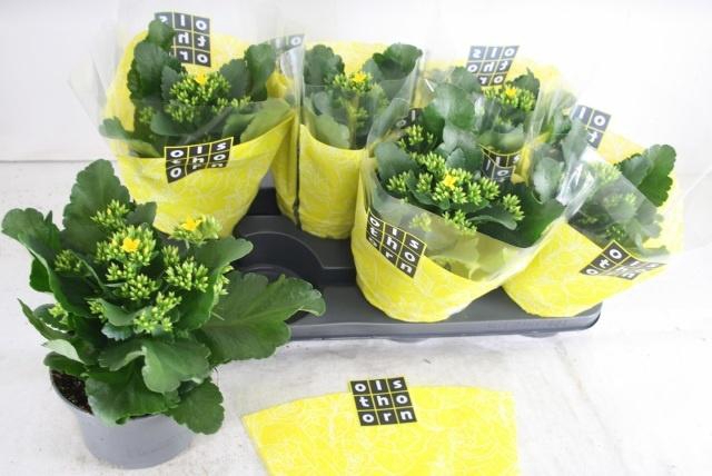 <h4>KAL EN PRIME YELLOW</h4>