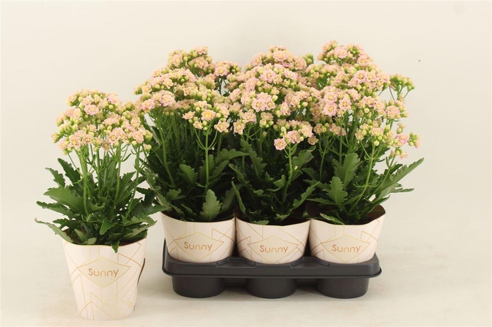 <h4>Kalanchoe Sunny Bright Pink</h4>