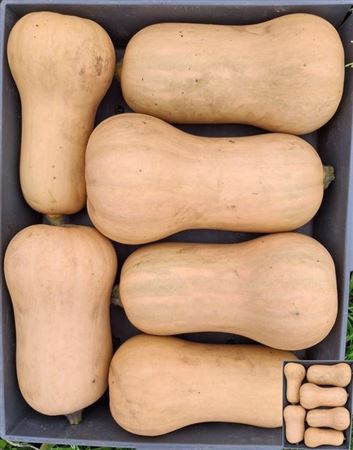 <h4>Sier Cuc P Eetbaar Salmon</h4>