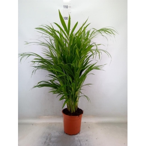 Dypsis lutescens   ...Chrysalidoca