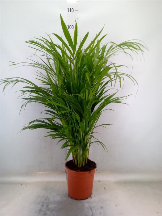 <h4>Dypsis lutescens   ...Chrysalidoca</h4>