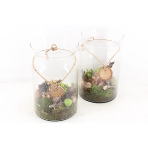 arr4 Amaryllis MB - Glas bose hoog hanger x5