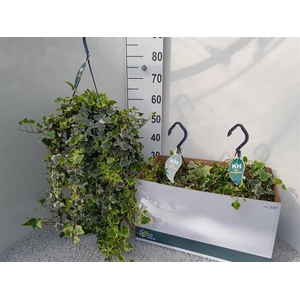 Hedera Helix White Wonder 23Ø 55cm