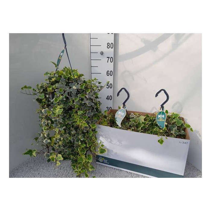 <h4>Hedera Helix White Wonder 23Ø  55cm</h4>