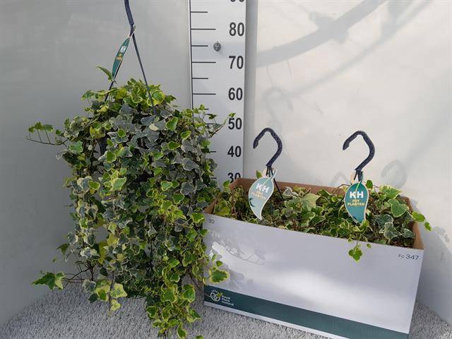 Hedera Helix White Wonder 23Ø 55cm
